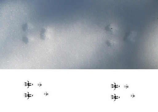 Vole (Meadow) Tracks