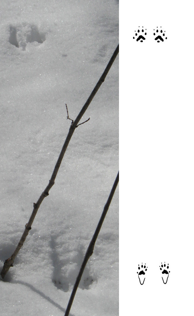 Weasel (Long-tailed) Tracks