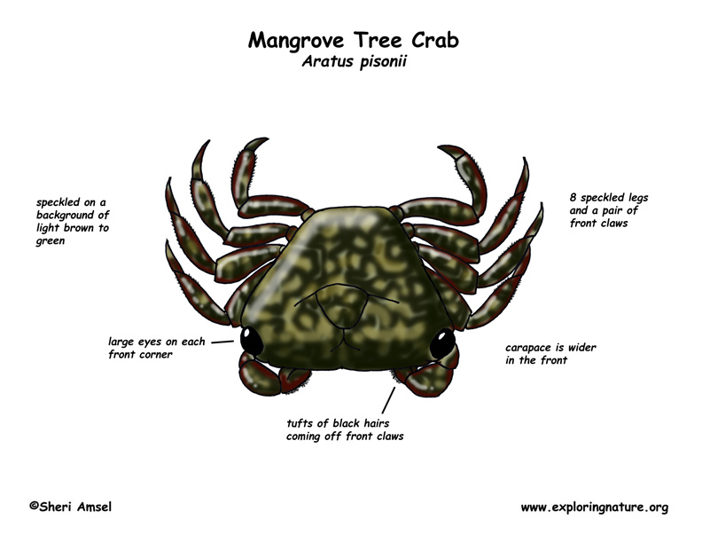 Crab (Mangrove Tree)