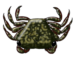 Crab (Mangrove Tree)