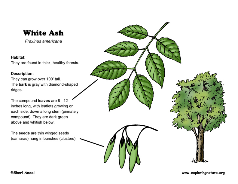Ash (White)