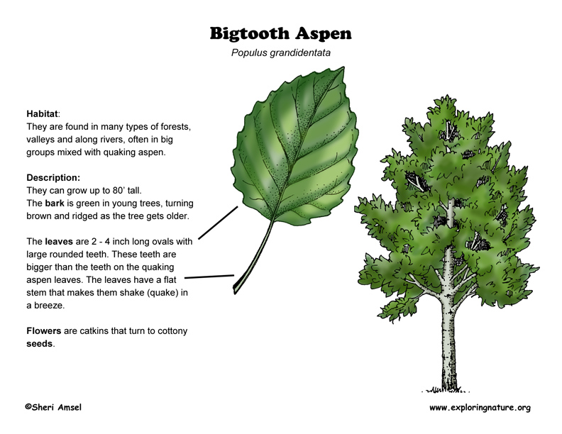 Aspen (Bigtooth)