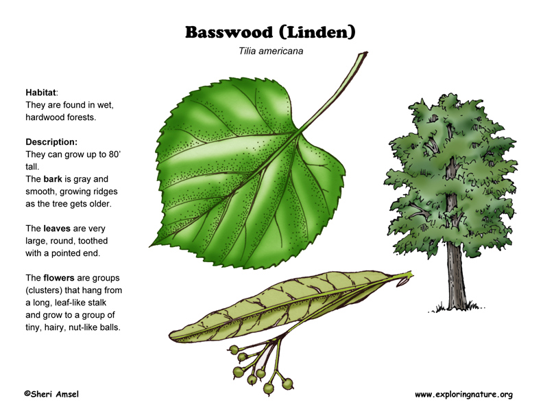 Basswood Tree Description and Pruning Info