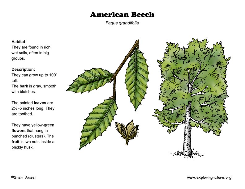 Beech (American)