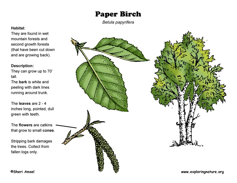 Paper Birch, Betula papyrifera