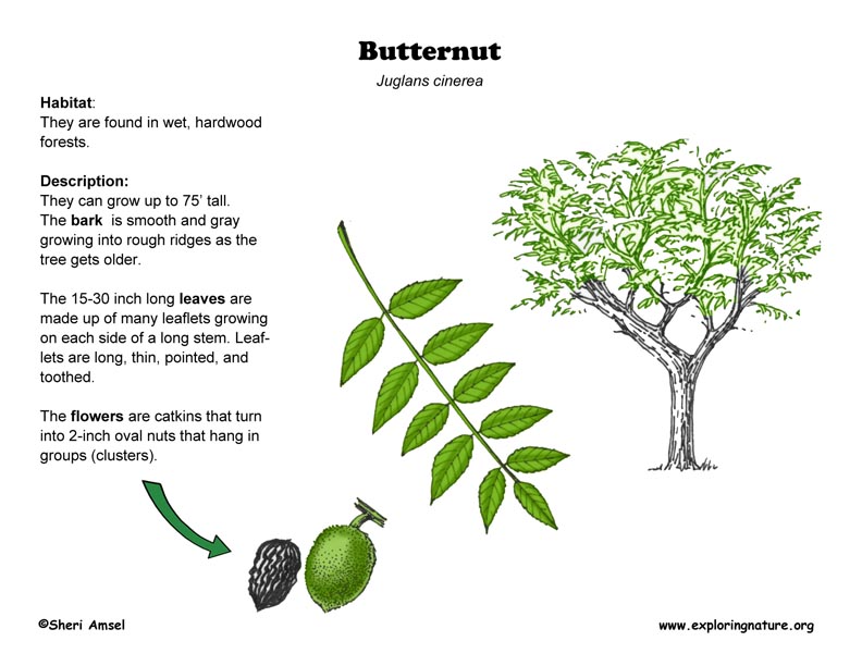 Butternut