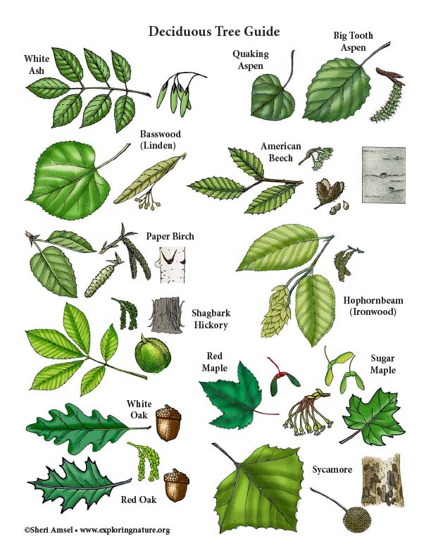 Deciduous Tree Guide Mini-Poster