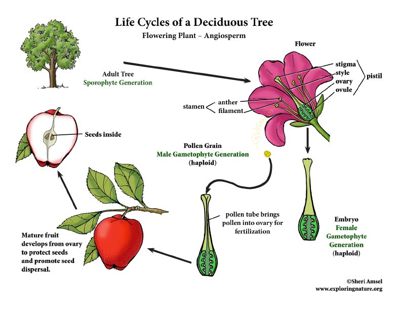Deciduous Trees: What are Deciduous Trees?