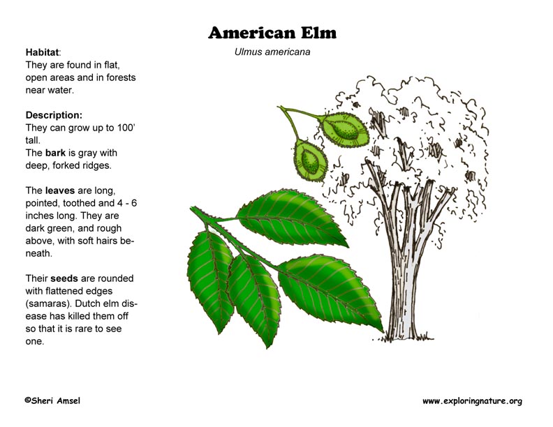 Elm (American)