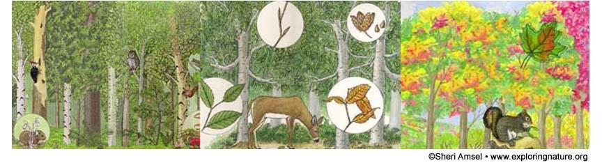 Tree Activities