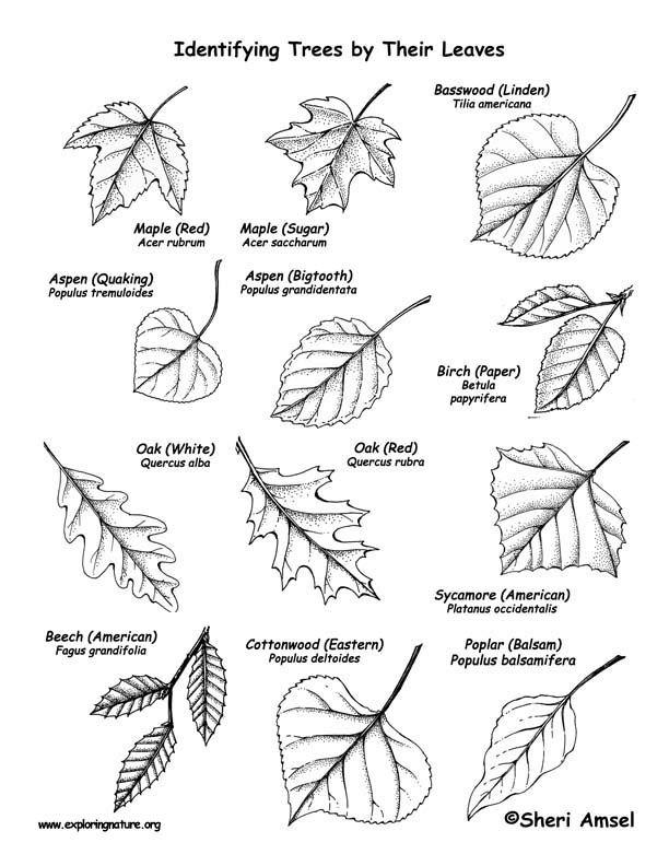 Trees (Deciduous by their Leaves) Labeling Page