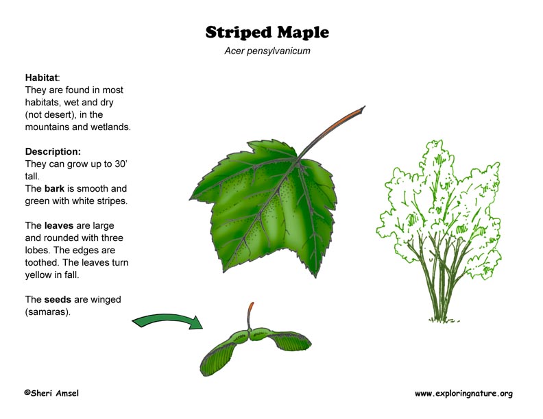 Maple (Striped)