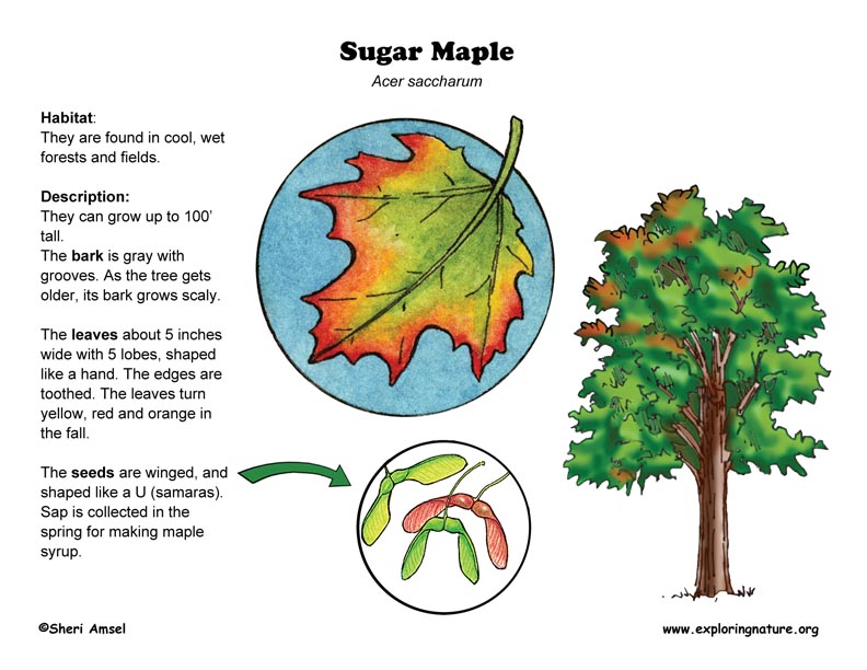 Sugar maple, Description, Uses, & Facts