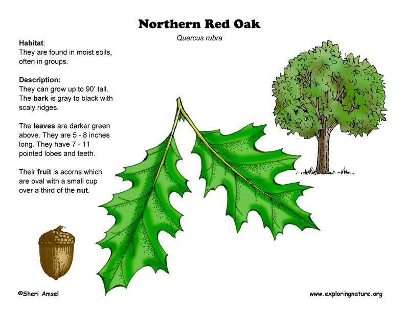 Oak (Northern Red)