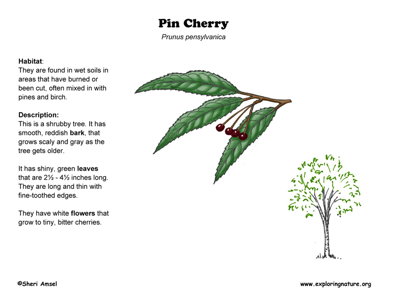 pin cherry how to mla cite websites