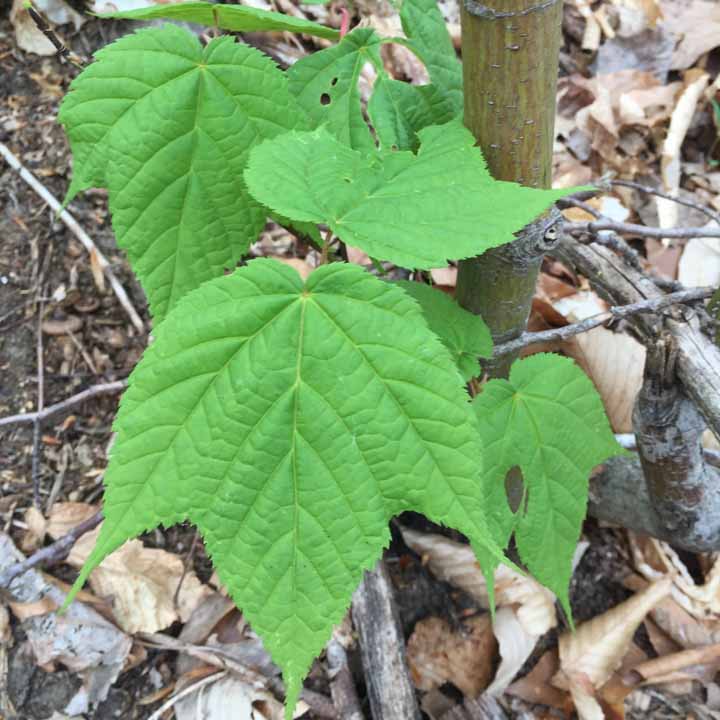 Striped Maple Photograph