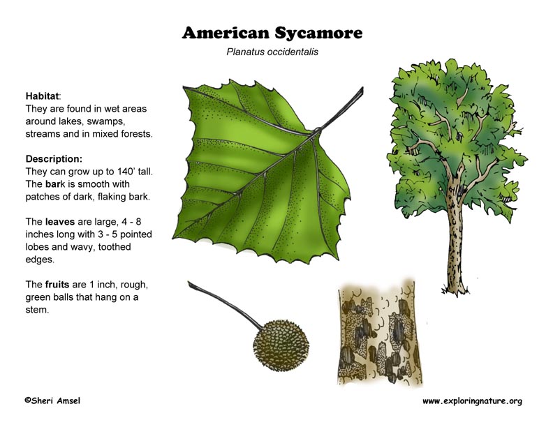 Sycamore (American)