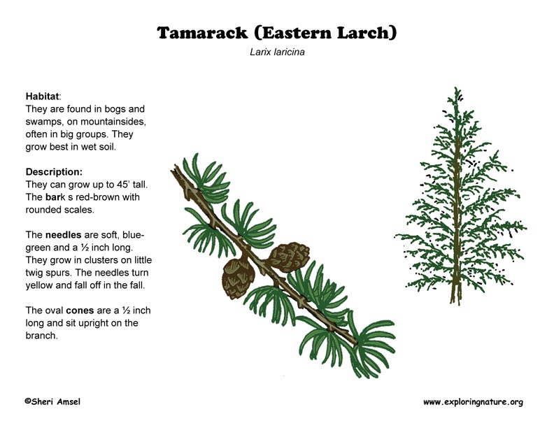 Tamarack