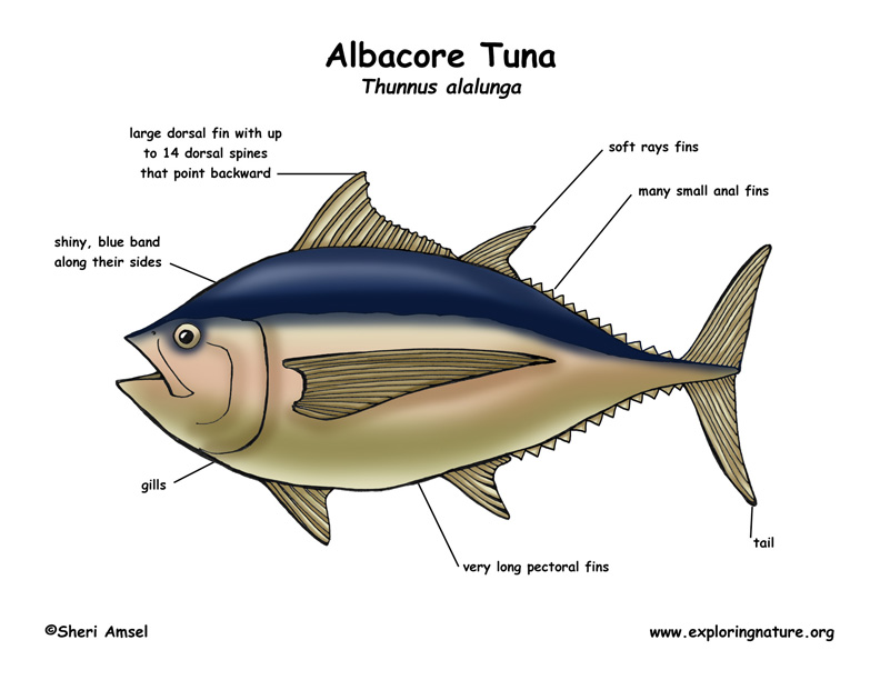 Tuna (Albacore)