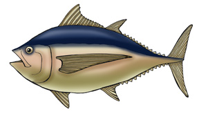Tuna (Albacore)