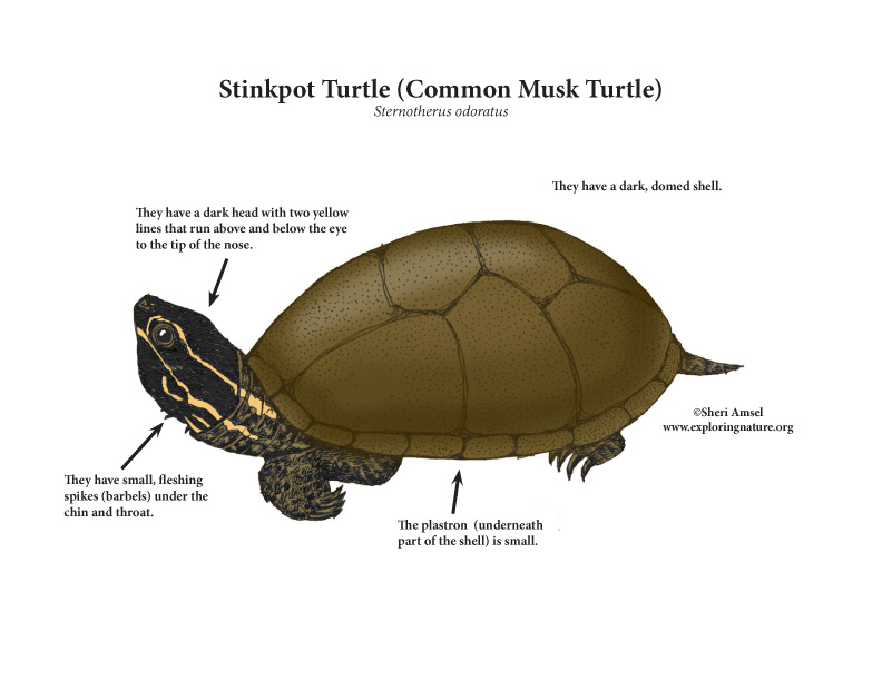 Turtle stinkpot or common musk turtle