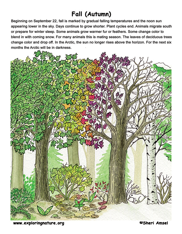 Seasonal Posters - Winter, Spring, Summer, Fall
