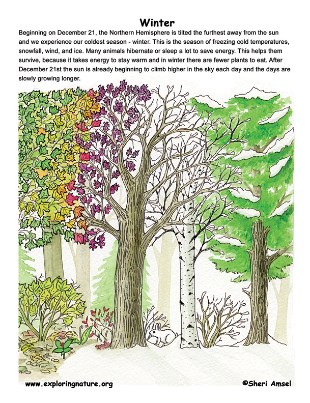 Seasonal Posters - Winter, Spring, Summer, Fall