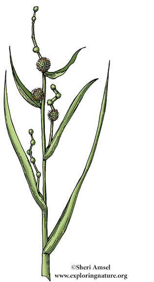 Bur Reed (Branching)