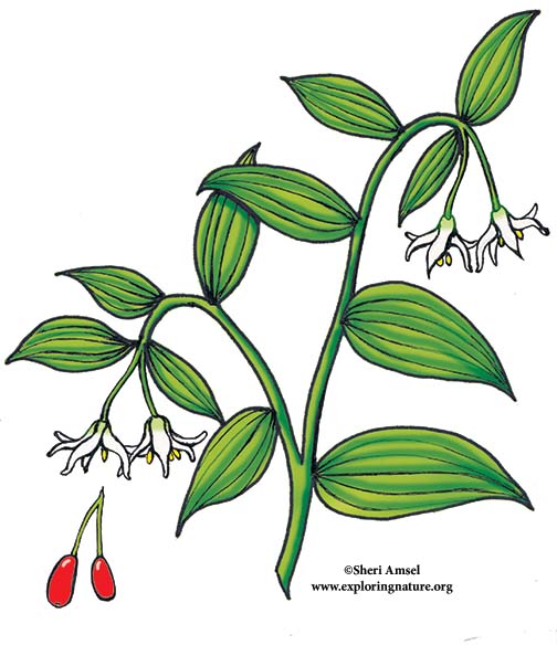 Fairy Bells