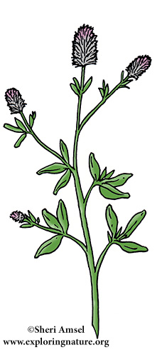 Clover (Rabbit-foot)