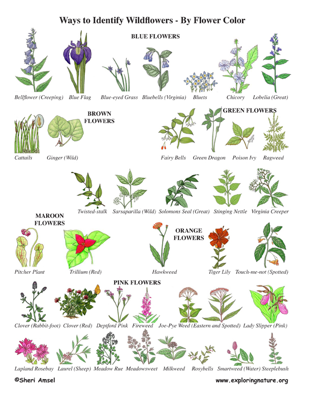 Wildflower Identification by Color