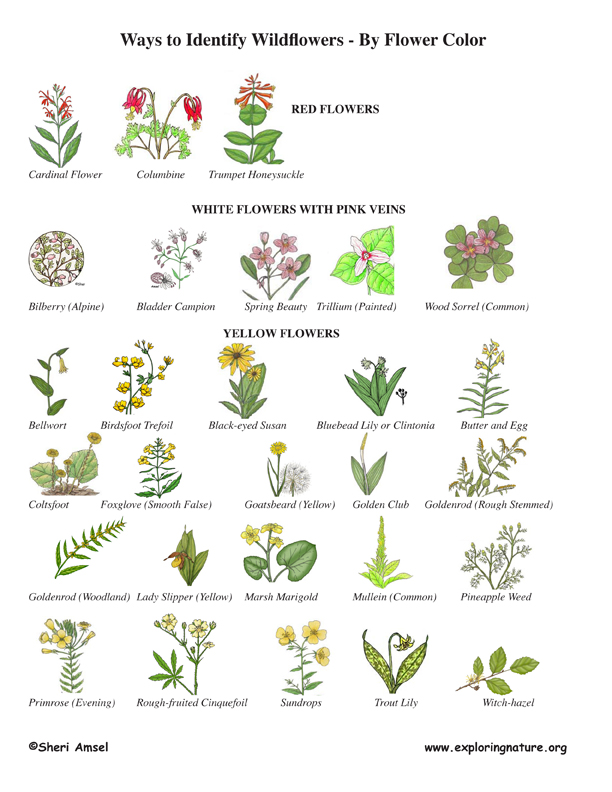Wildflower Identification by Color