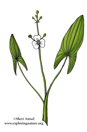 Arrowhead (Common)