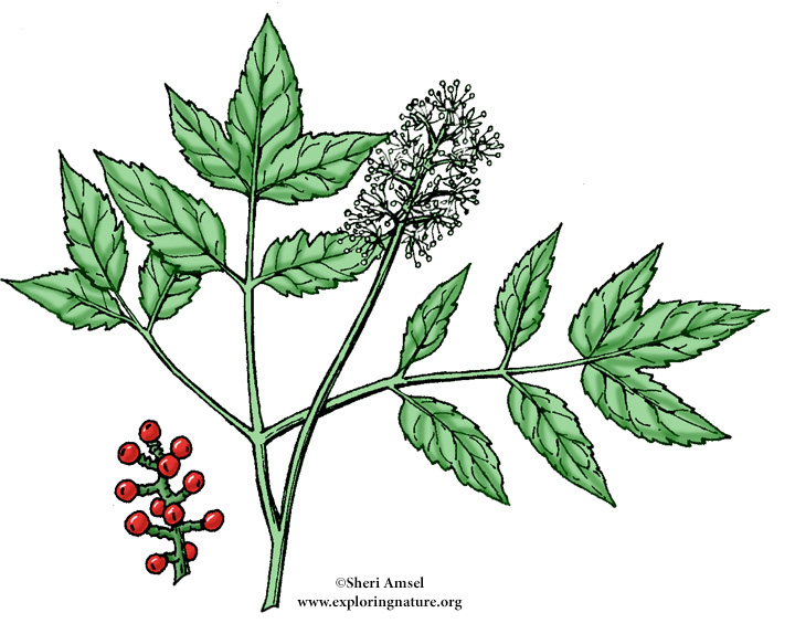 Baneberry (Red)