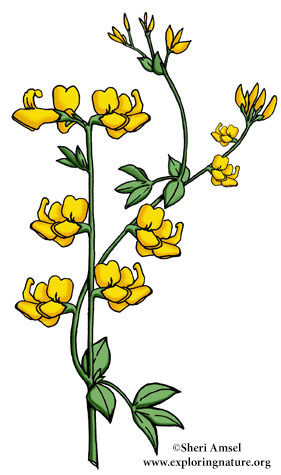 Birdsfoot Trefoil