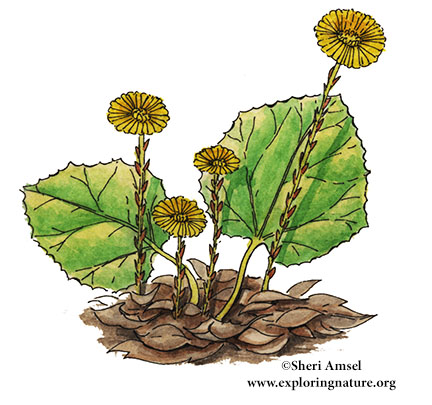 Coltsfoot
