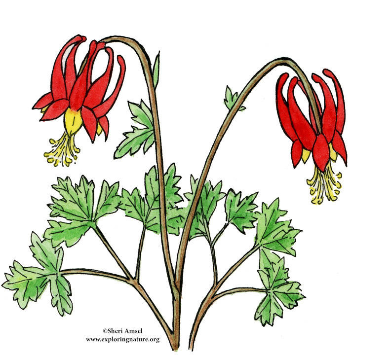 Columbine