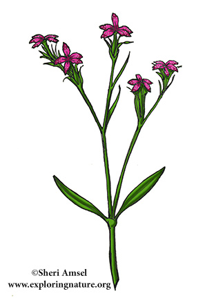 Deptford Pink