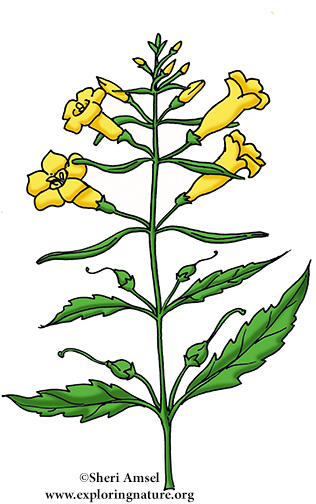 Foxglove (Smooth False)