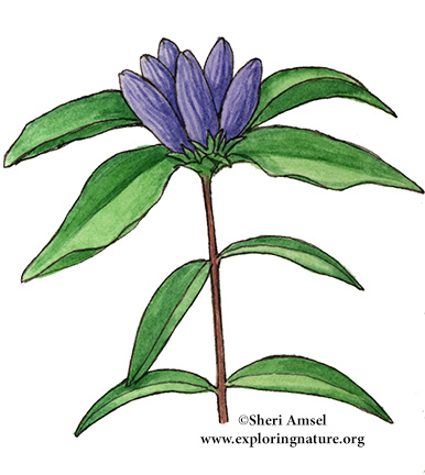 Gentian (Blind)