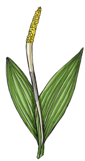 Golden Club