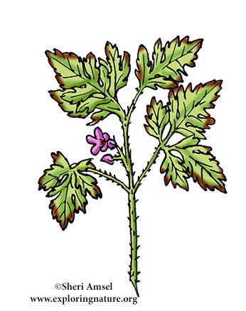Herb Robert