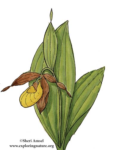 Lady Slipper (Yellow)