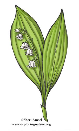 Lily of the valley (Convallaria majalis) — Yoga Judith, Lily Of The Valley  