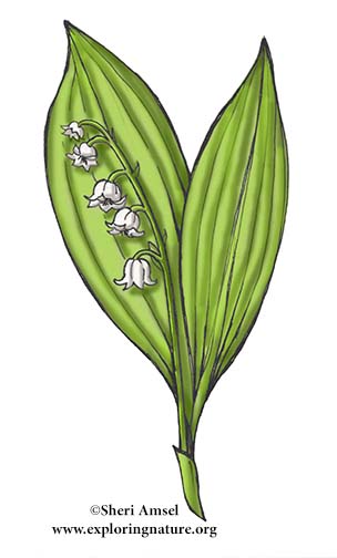 Lily-of-the-Valley