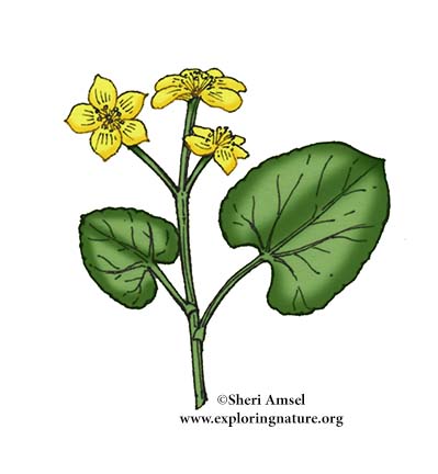 Marsh Marigold