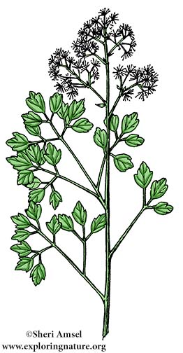 Meadow Rue (Tall)