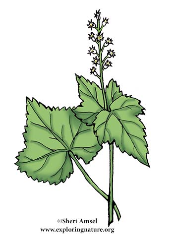 Miterwort (Bishop's Cap)