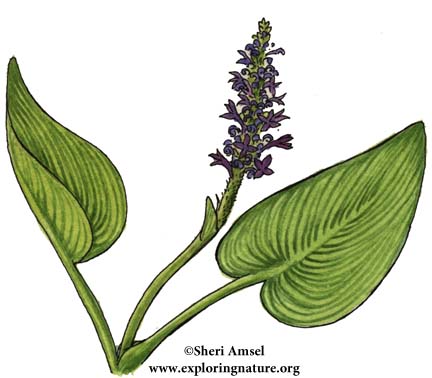 Pickerelweed