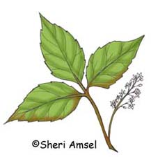 Poison Ivy